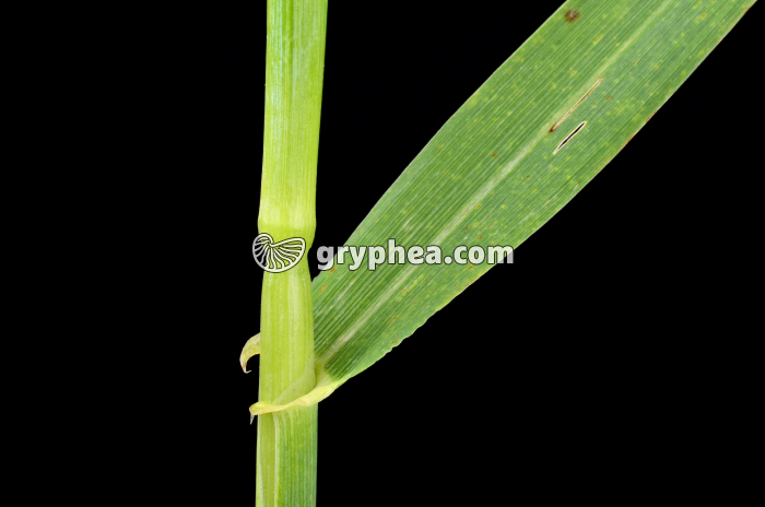 Graminée (Orge) - gryphea.com